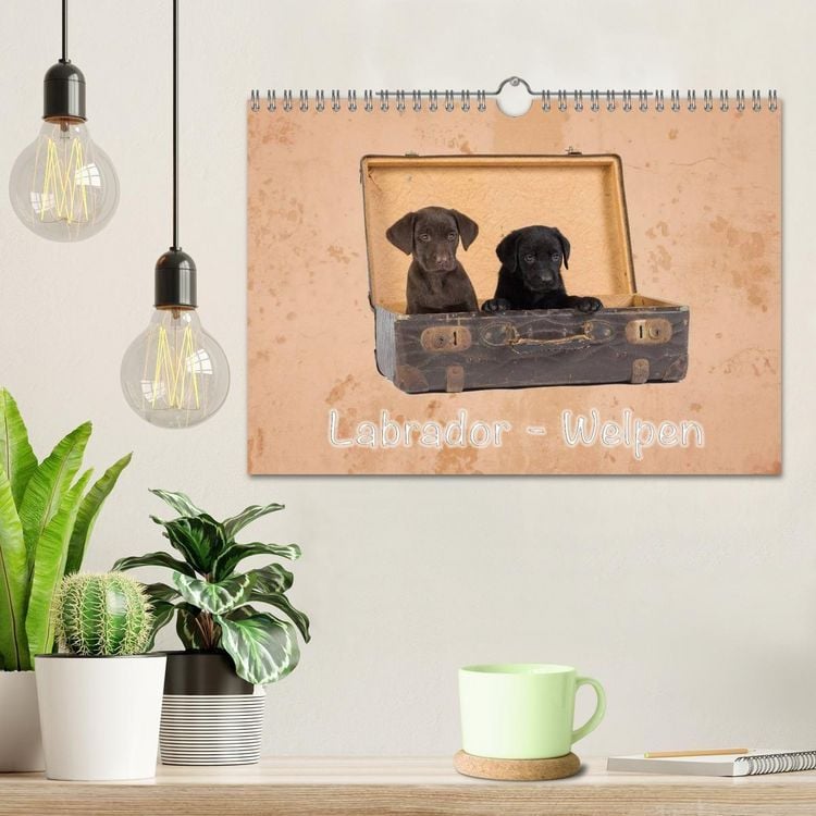 Produktbild: Labrador - Welpen (Wandkalender 2027 DIN A4 quer), CALVENDO Monatskalender