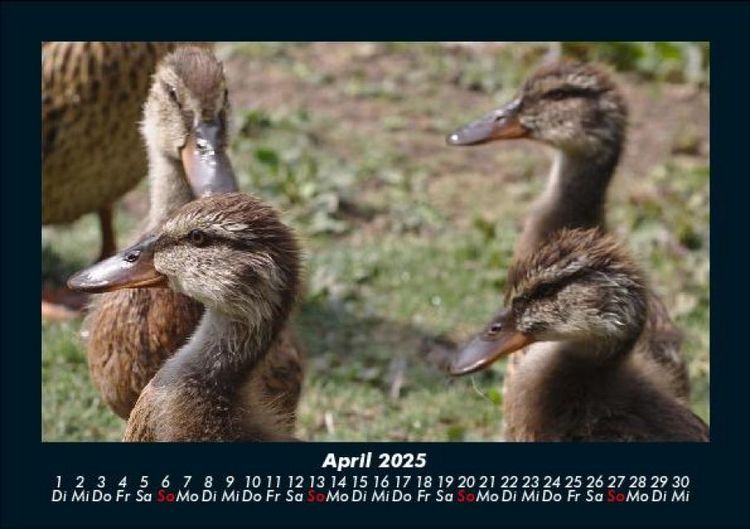 Produktbild: Enten 2025 Fotokalender DIN A5
