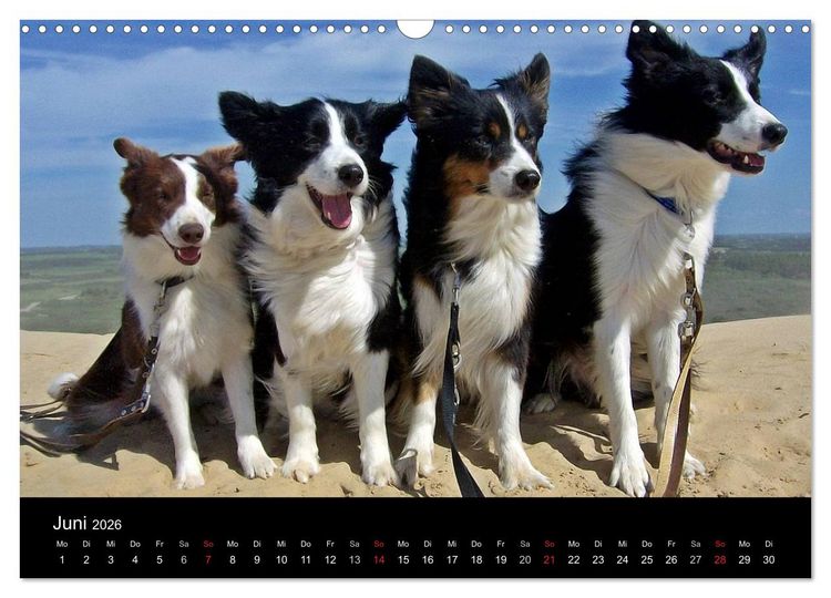 Produktbild: Border Collies machen Urlaub in D&auml;nemark (Wandkalender 2026 DIN A3 quer), CALVENDO Monatskalender