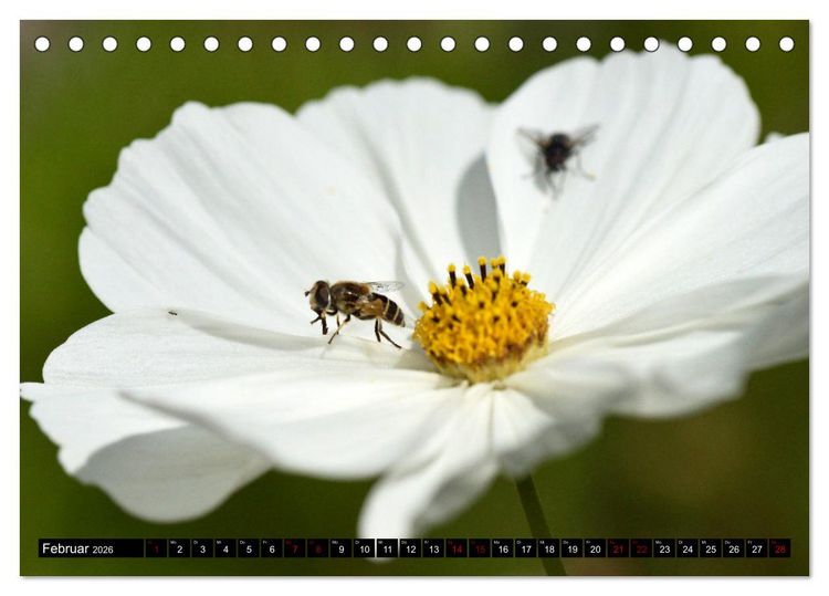 Produktbild: Insekten-Sommer (Tischkalender 2026 DIN A5 quer), CALVENDO Monatskalender