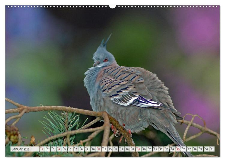 Produktbild: Wer gurrt denn da? (hochwertiger Premium Wandkalender 2026 DIN A2 quer), Kunstdruck in Hochglanz