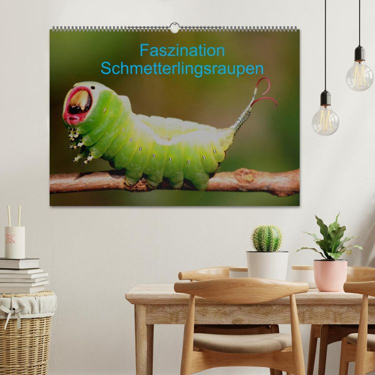 Produktbild: Faszination Schmetterlingsraupen (Wandkalender 2026 DIN A2 quer), CALVENDO Monatskalender