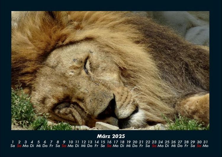Produktbild: L&ouml;wen in der Wildnis 2025 Fotokalender DIN A4