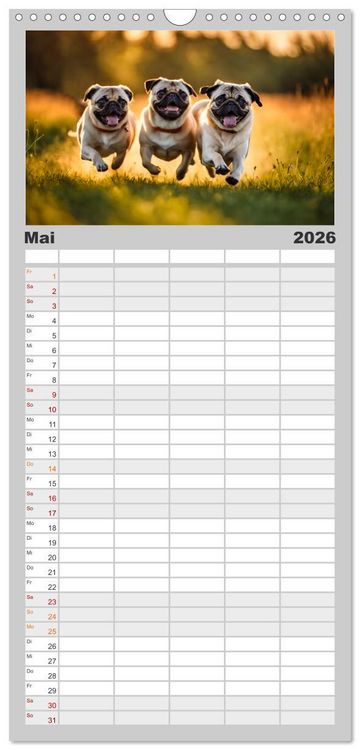 Produktbild: Familienplaner 2026 - M&ouml;pse - quirlige Charmebolzen mit 5 Spalten (Wandkalender, 21 x 45 cm) CALVENDO