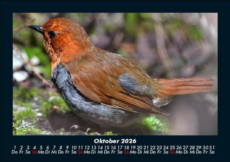Produktbild: Vogelparadies 2026 Fotokalender DIN A5