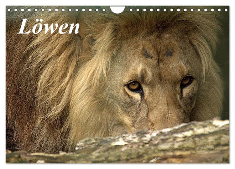 Produktbild: L&ouml;wen (Wandkalender 2026 DIN A4 quer), CALVENDO Monatskalender