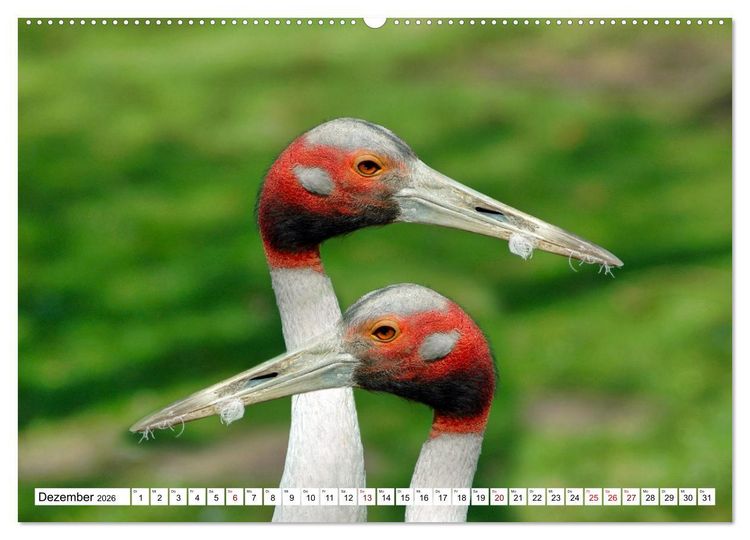 Produktbild: Bunte Vielfalt in der Vogelwelt (Wandkalender 2026 DIN A2 quer), CALVENDO Monatskalender
