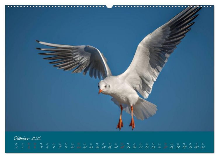 Produktbild: Blick auf die Halbinsel Fischland, Dar&szlig; und Zingst (hochwertiger Premium Wandkalender 2026 DIN A2 quer), Kunstdruck in Hochglanz