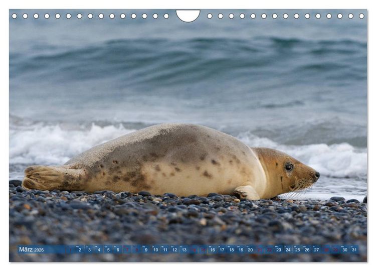 Produktbild: Robben - Lustige Bewohner Helgolands (Wandkalender 2026 DIN A4 quer), CALVENDO Monatskalender