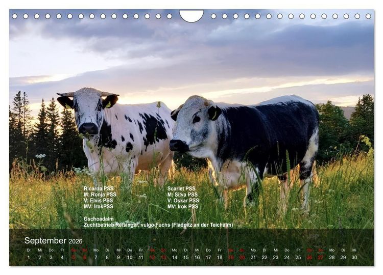 Produktbild: Pustertaler Sprinzen und Schecken 2026 (Wandkalender 2026 DIN A4 quer), CALVENDO Monatskalender