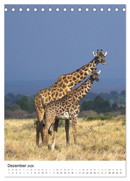 Produktbild: Giraffen - Die Grazien in Afrikas Savannen (Tischkalender 2026 DIN A5 hoch), CALVENDO Monatskalender