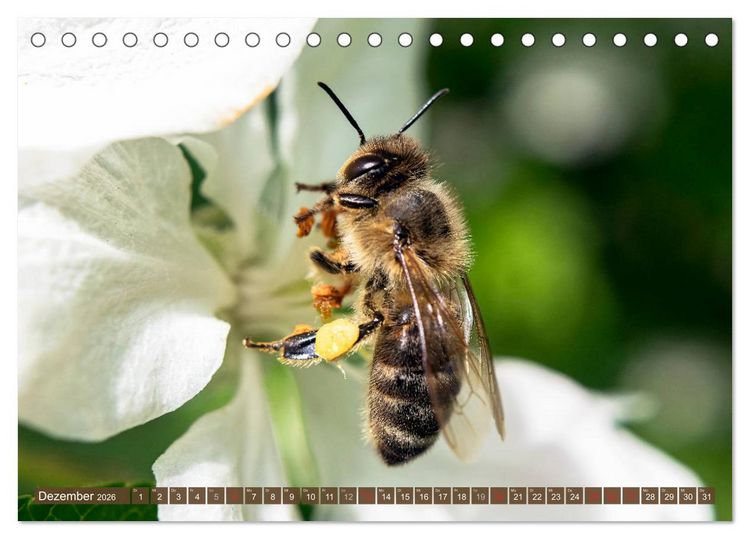 Produktbild: BIENEN - Kleine N&uuml;tzlinge ganz gro&szlig; (Tischkalender 2026 DIN A5 quer), CALVENDO Monatskalender