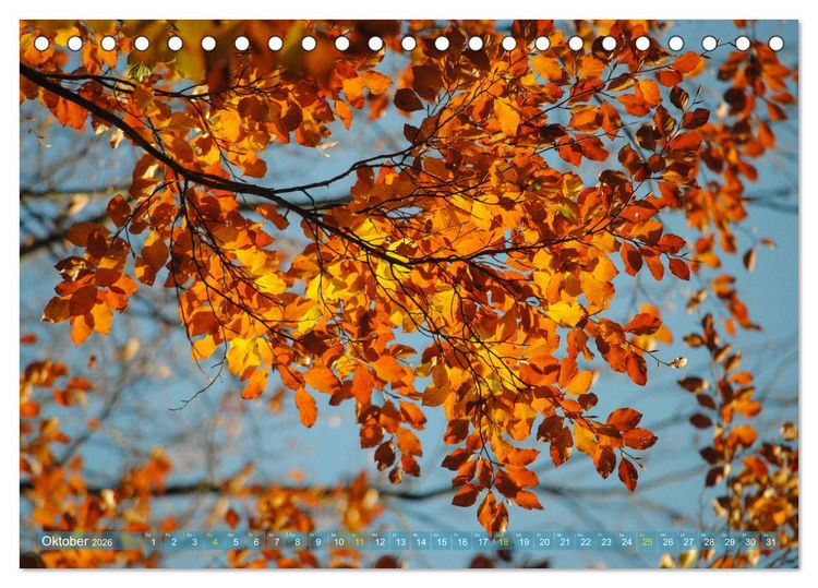 Produktbild: Spaziergang im Wald (Tischkalender 2026 DIN A5 quer), CALVENDO Monatskalender