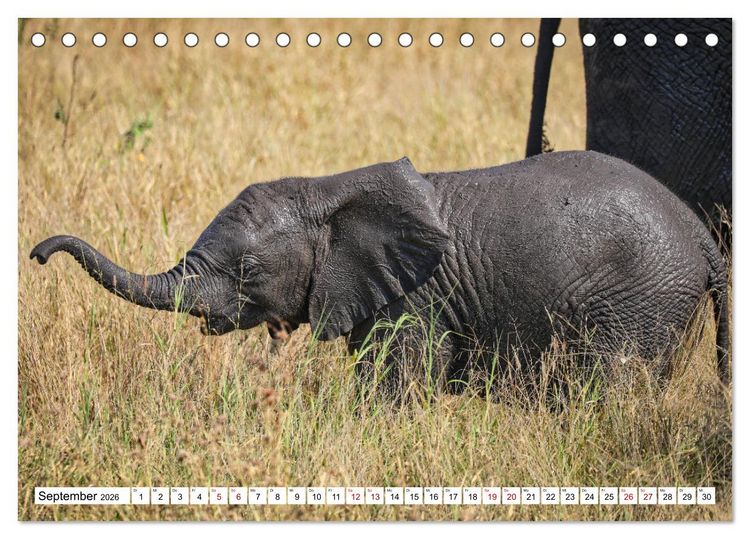 Produktbild: Elefanten-Traum - Herzenssache Afrika (Tischkalender 2026 DIN A5 quer), CALVENDO Monatskalender