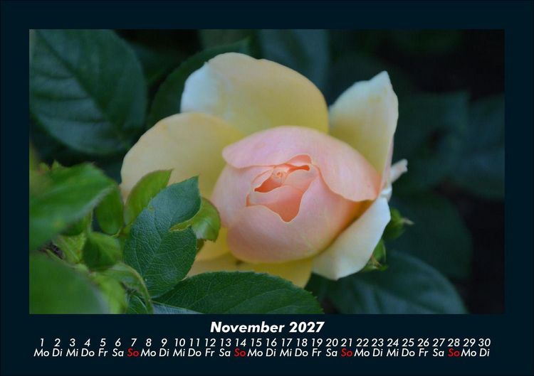 Produktbild: Blumentr&auml;ume 2027 Fotokalender DIN A5