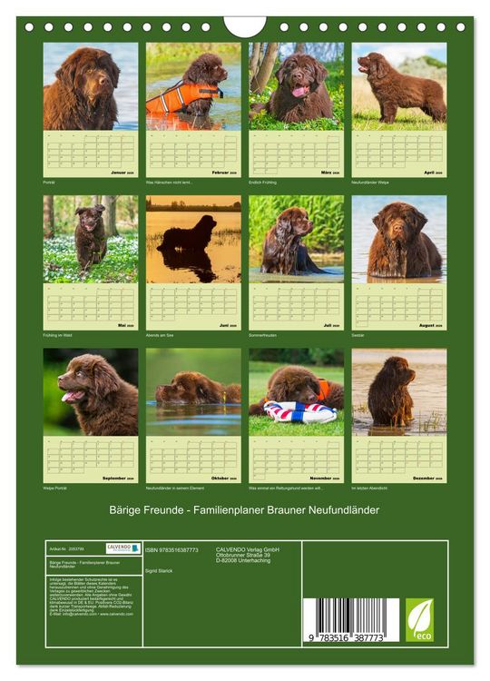Produktbild: B&auml;rige Freunde - Familienplaner Brauner Neufundl&auml;nder (Wandkalender 2026 DIN A4 hoch), CALVENDO Monatskalender