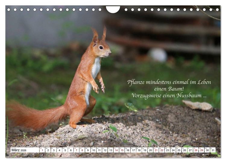 Produktbild: Tipps von Eichh&ouml;rnchen an Eichh&ouml;rnchenliebhaber (Wandkalender 2026 DIN A4 quer), CALVENDO Monatskalender