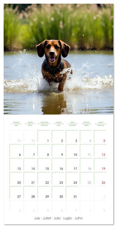 Produktbild: Dachshunds - lovely little dogs (Wall Calendar 2026 12 &times; 12 Inch) CALVENDO 12 Month Wall Calendar