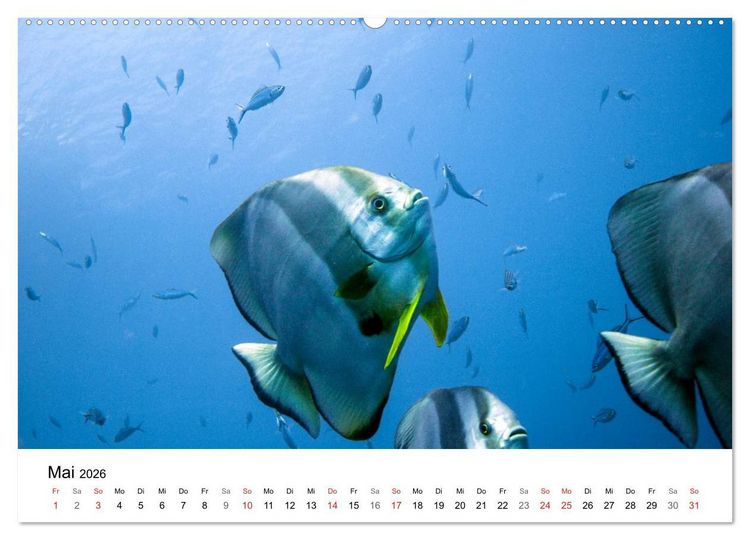 Produktbild: Highlights aus dem Meer - Tauchkalender (Wandkalender 2026 DIN A2 quer), CALVENDO Monatskalender