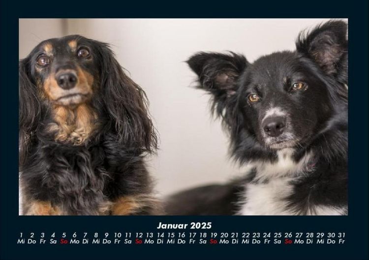 Produktbild: Hunde Kalender 2025 Fotokalender DIN A4