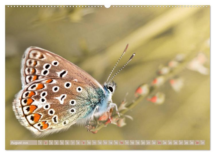 Produktbild: Schmetterlinge im Fokus (hochwertiger Premium Wandkalender 2026 DIN A2 quer), Kunstdruck in Hochglanz