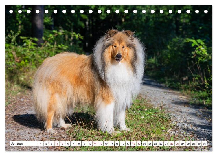 Produktbild: Traumhund Collie - Mein bester Freund (Tischkalender 2026 DIN A5 quer), CALVENDO Monatskalender