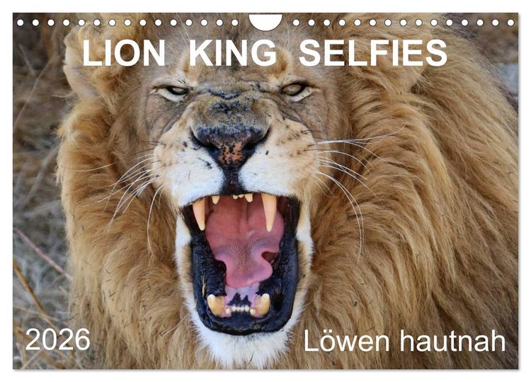 Produktbild: LION KING SELFIES L&ouml;wen hautnah (Wandkalender 2026 DIN A4 quer), CALVENDO Monatskalender