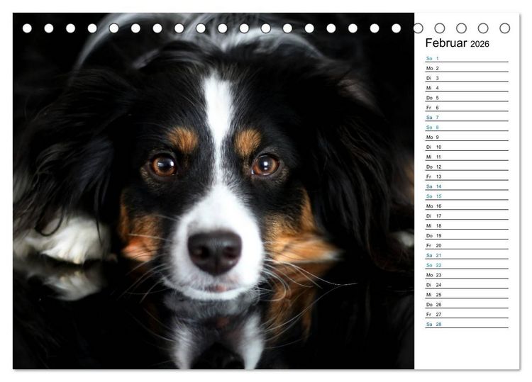 Produktbild: Australian Shepherd Tri Color (Tischkalender 2026 DIN A5 quer), CALVENDO Monatskalender