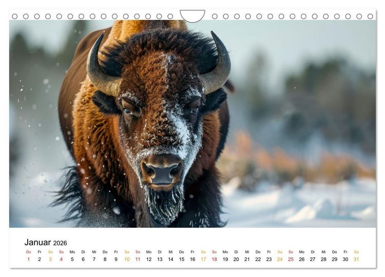 Produktbild: B&uuml;ffel - Ikonen der Wildnis (Wandkalender 2026 DIN A4 quer), CALVENDO Monatskalender