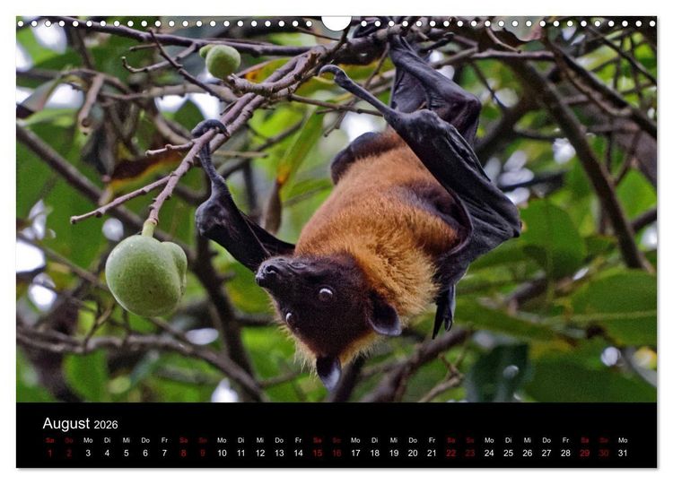 Produktbild: Sri Lanka - Tierische Momente (Wandkalender 2026 DIN A3 quer), CALVENDO Monatskalender