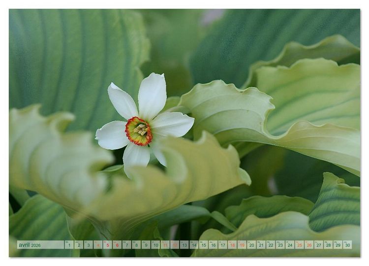 Produktbild: DES FLEURS ENCHANTERESSES (Calendrier mural 2026 DIN A2 vertical), CALVENDO calendrier mensuel