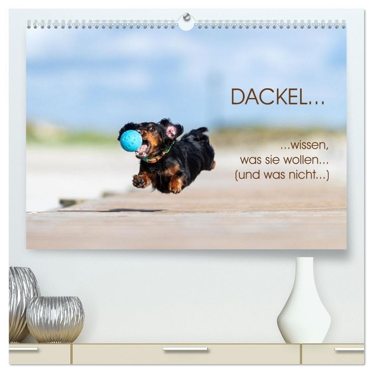 Produktbild: DACKEL... wissen was sie wollen... (und was nicht...) (hochwertiger Premium Wandkalender 2026 DIN A2 quer), Kunstdruck in Hochglanz