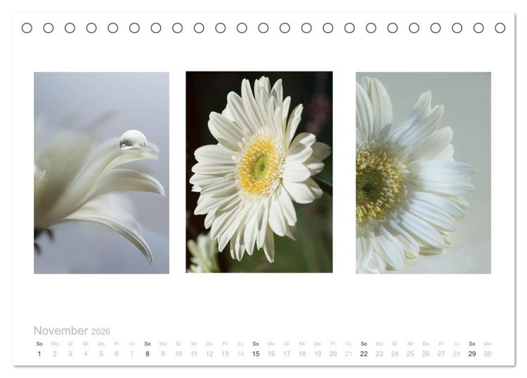 Produktbild: Blumen Trilogien (Tischkalender 2026 DIN A5 quer), CALVENDO Monatskalender