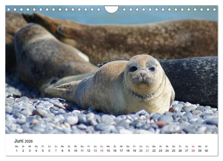 Produktbild: Das Leben der Robben (Wandkalender 2026 DIN A4 quer), CALVENDO Monatskalender