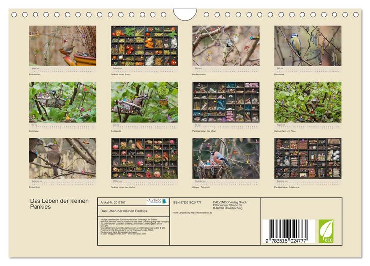 Produktbild: Das Leben der kleinen Pankies (Wandkalender 2026 DIN A4 quer), CALVENDO Monatskalender