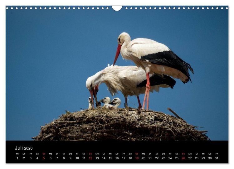 Produktbild: Ein Jahr bei den St&ouml;rchen (Wandkalender 2026 DIN A3 quer), CALVENDO Monatskalender