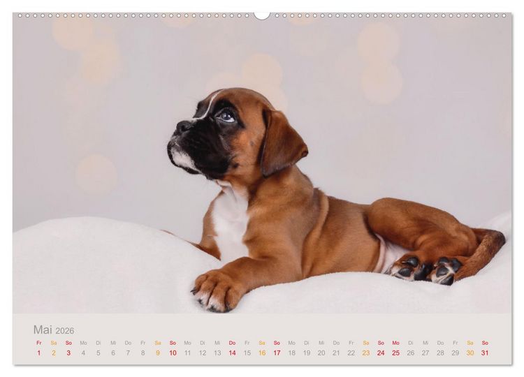 Produktbild: Boxer Welpen einfach zuckers&uuml;&szlig; (Wandkalender 2026 DIN A2 quer), CALVENDO Monatskalender