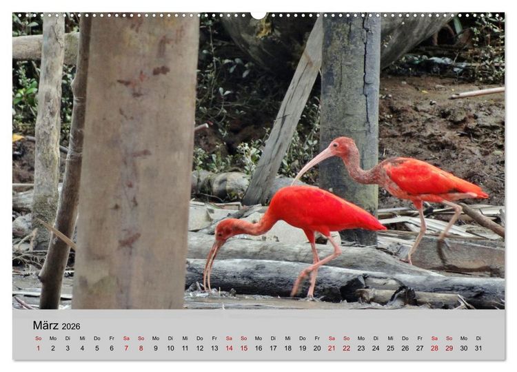 Produktbild: Venezuela - Natur pur Orinoco Delta und die Anden (Wandkalender 2026 DIN A2 quer), CALVENDO Monatskalender