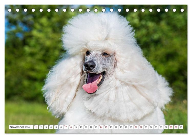 Produktbild: Pudel - Gl&uuml;ck auf vier Pfoten (Tischkalender 2026 DIN A5 quer), CALVENDO Monatskalender