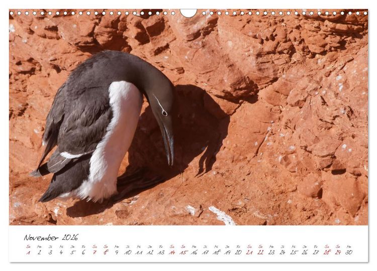 Produktbild: Vogelwelt Helgoland - von Ostfriesenfotografie (Wandkalender 2026 DIN A3 quer), CALVENDO Monatskalender