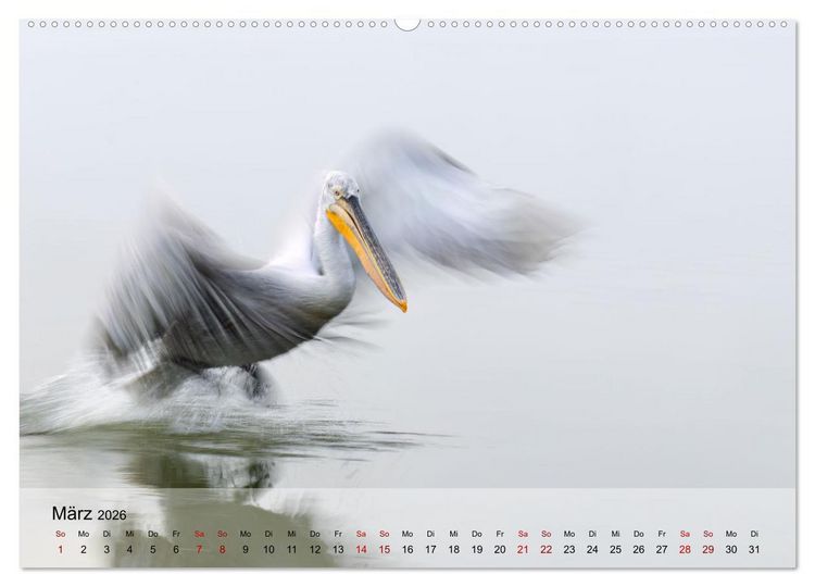 Produktbild: Krauskopfpelikane (hochwertiger Premium Wandkalender 2026 DIN A2 quer), Kunstdruck in Hochglanz