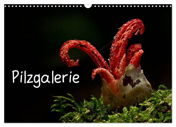 Produktbild: Pilzgalerie (Wandkalender 2026 DIN A3 quer), CALVENDO Monatskalender