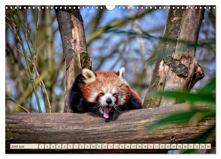 Produktbild: Kleiner Panda (Wandkalender 2026 DIN A3 quer), CALVENDO Monatskalender