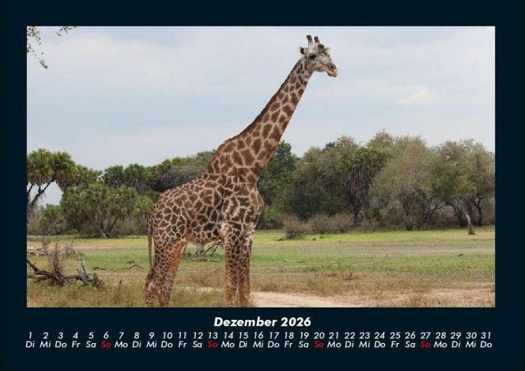 Produktbild: Giraffen 2026 Fotokalender DIN A4