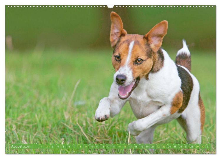 Produktbild: Jack Russell Terrier: flink und verspielt (Wandkalender 2026 DIN A2 quer), CALVENDO Monatskalender