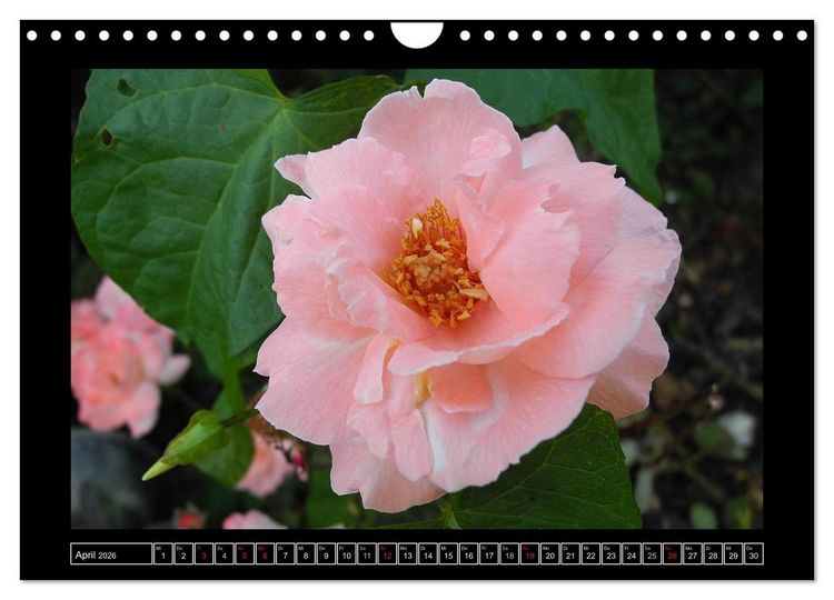 Produktbild: Im Duft der Rosen (Wandkalender 2026 DIN A4 quer), CALVENDO Monatskalender