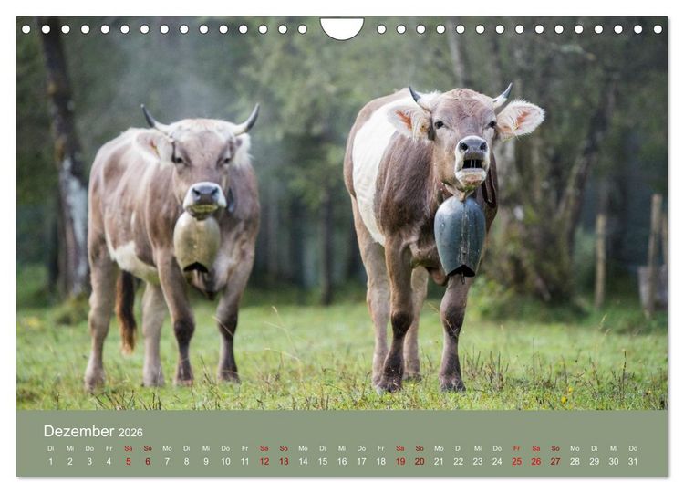 Produktbild: Allg&auml;uer Rindvieh 2026 (Wandkalender 2026 DIN A4 quer), CALVENDO Monatskalender