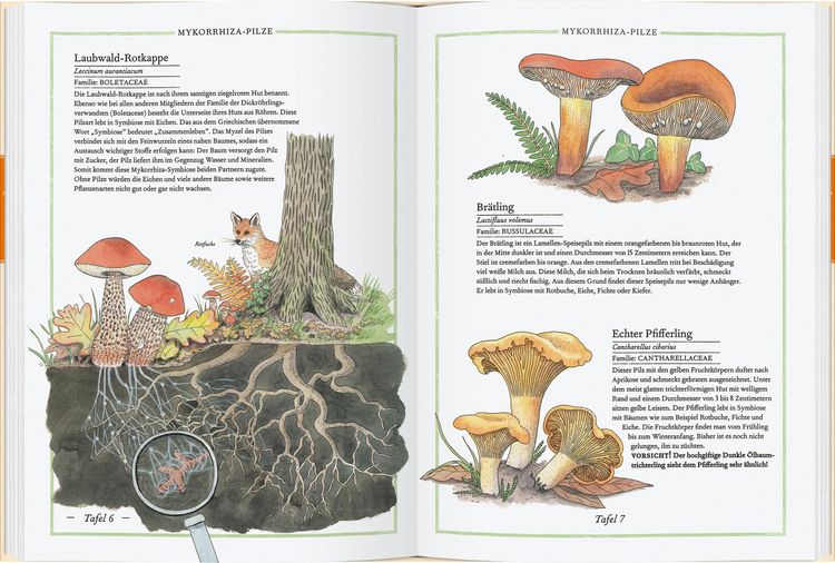 Produktbild: Steinpilz, Tr&uuml;ffel, Pfifferling