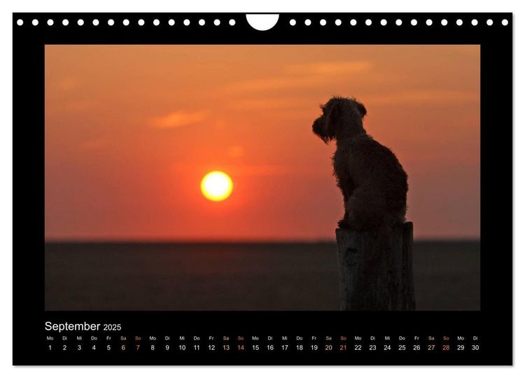 Produktbild: Neues von Elli Pirelli, dem fr&ouml;hlichen Pinscherdackelm&auml;del (Wandkalender 2025 DIN A4 quer), CALVENDO Monatskalender