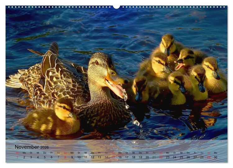 Produktbild: G&auml;nse und Enten. Schnattern, watscheln, quaken! (Wandkalender 2026 DIN A2 quer), CALVENDO Monatskalender